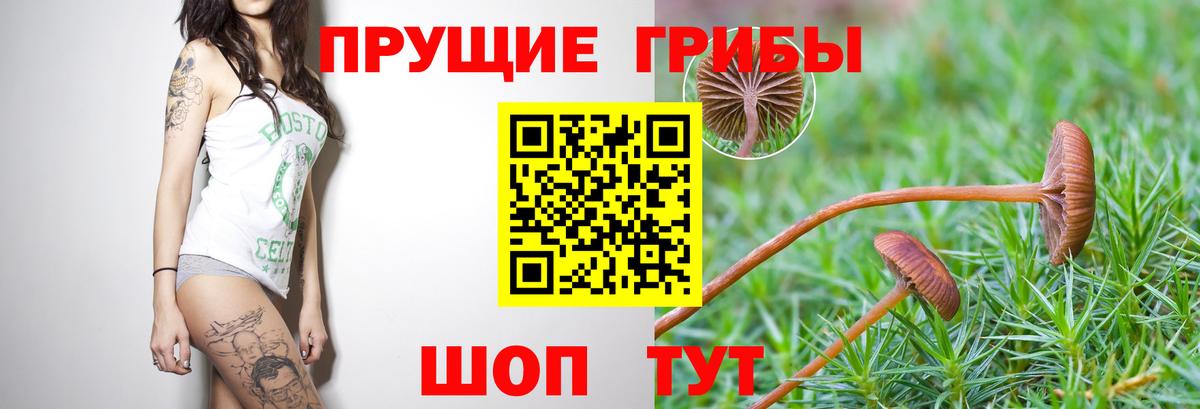Галлюциногенные грибы мухоморы  Вход с VPN  Галлюциногенные грибы Psilocybe  Минусинск 